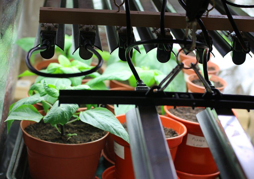 grow lights, plants, peppers