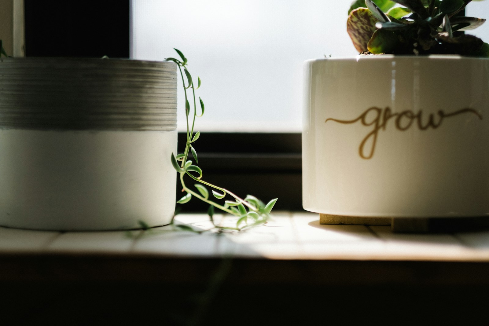 How to Use Grow Lights - green leafed vine plant beside white pot near window