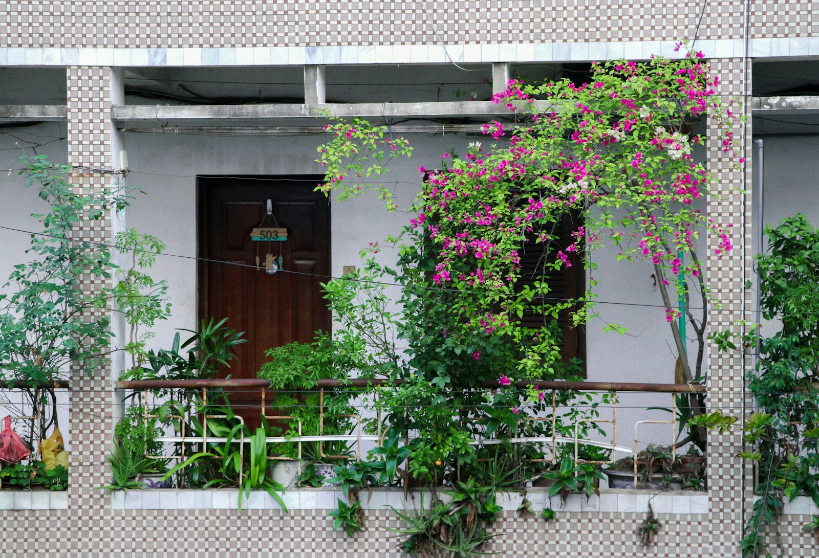 pink flowers on white wall